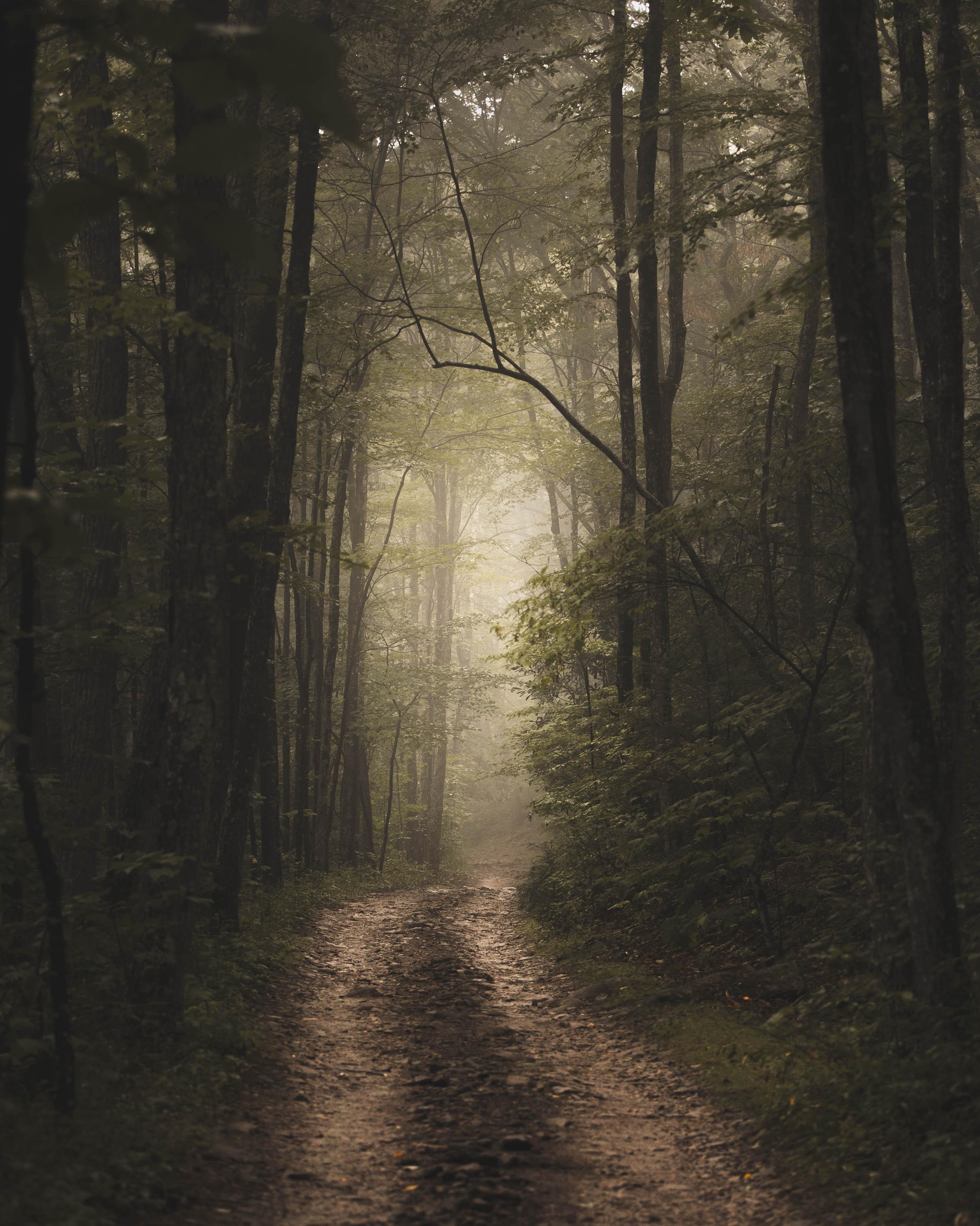 A calming woodland path